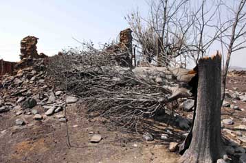 «Στα μαλακά» έπεσαν 10 συλληφθέντες για την παράνομη είσπραξη επιδόματος πυροπαθών