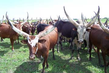 Με ανησυχητικό ρυθμό εξαφανίζονται τα οικόσιτα είδη