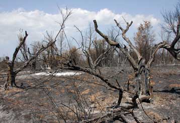 Αυξήθηκε ο αριθμός των θυμάτων από τις πυρκαγιές