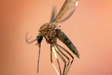 Επιδημία στην Ιταλία από τροπικό ιό που μεταδίδουν κουνούπια