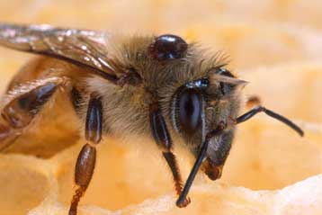 Νέος ιός στη λίστα των υπόπτων για τον αφανισμό των μελισσών