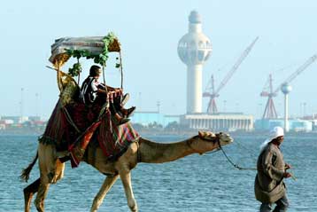 Χιλιάδες καμήλες στη Σαουδική Αραβία πέθαναν από μολυσμένη τροφή