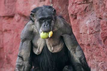 Το θάρρος στοιχείο της ανδρικής γοητείας, δείχνει έρευνα σε χιμπατζήδες