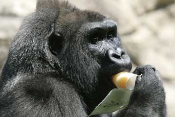 Ο ιός Έμπολα απειλεί τον γορίλλα, χιλιάδες ακόμα είδη σε κίνδυνο εξαφάνισης