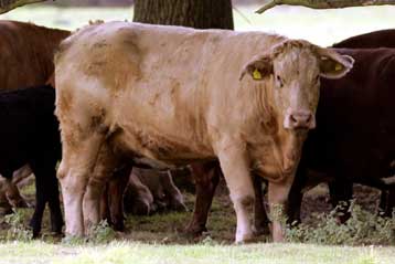 Κρούσμα αφθώδους πυρετού επιβεβαιώνεται σε δεύτερη φάρμα στη Βρετανία