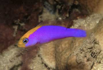 Σε δημοπρασία βγαίνουν τα ονόματα για δέκα νέα είδη ψαριών