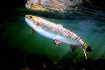 Σολομοί γεννούν πέστροφες σε πρωτοποριακό πείραμα