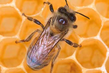 Οι μέλισσες της Κύπρου σκοτώνουν τον εχθρό με ασφυξία