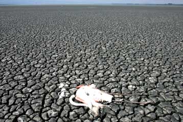 Εκατοντάδες νεκρά πουλιά βρέθηκαν πάλι στη λίμνη Κορώνεια