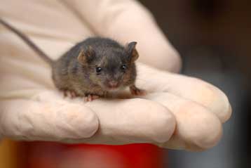 Πολύτιμα βλαστικά κύτταρα εντοπίστηκαν στους όρχεις