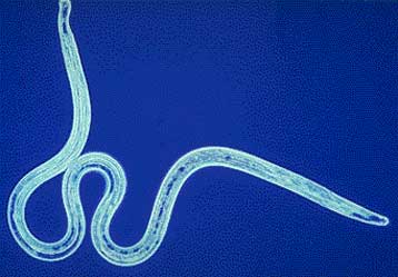 Ολοκληρώθηκε ο γενετικός χάρτης για το παράσιτο της ελεφαντίασης