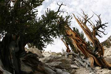 Οι μακροβιότεροι οργανισμοί της Γης είναι αρχαιότεροι από τις πυραμίδες