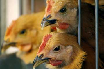 Πρωτοποριακή συσκευή ανιχνεύει τη γρίπη των πτηνών επιτόπου