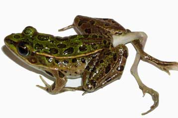 Παραμορφωμένοι βάτραχοι, άλλη μια συνέπεια της διαρροής λιπασμάτων