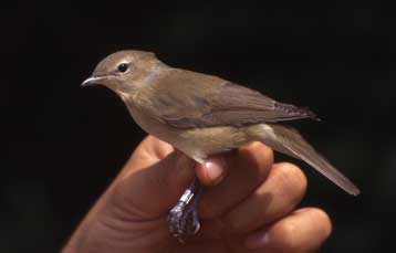 Τα αποδημητικά πτηνά κυριολεκτικά βλέπουν το γεωμαγνητικό πεδίο