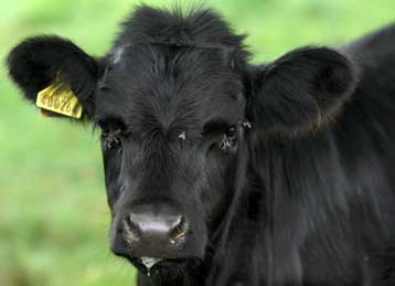 Επιδημία καταρροϊκού πυρετού σε πρόβατα και βοοειδή στη Βρετανία