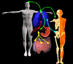Αυξητική τάση των κρουσμάτων καρκίνου του ήπατος στην Ελλάδα