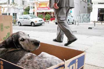 Παγκόσμια Ημέρα των Ζώων με εκκλήσεις για ευαισθητοποίηση