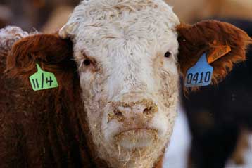 Κτηνοτρόφος στη Βέροια φέρεται πως πέθανε από τη νόσο Κρόιτσεφελντ-Γιάκομπ