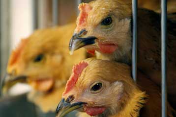 Απροετοίμαστη η Ευρώπη σε μία πανδημία της γρίπης των πουλερικών επισημαίνει ο ΠΟΥ