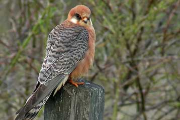 Δεκάδες απειλούμενα γεράκια σκοτώθηκαν από κυνηγούς στην Κύπρο