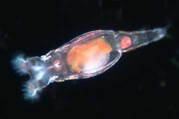 Μικροοργανισμός απέχει από το σεξ 80 εκατ. χρόνια