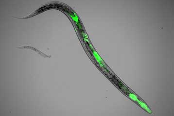 Γονίδια που εμποδίζουν τον καρκίνο επιβραδύνουν και τη γήρανση