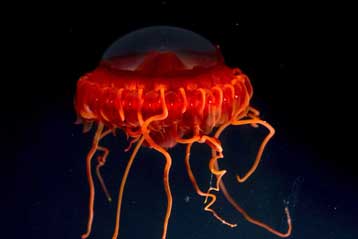 Πληθώρα νέων ειδών ανακαλύφθηκαν στην άβυσσο των Φιλιππίνων