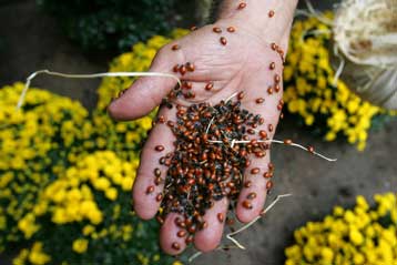 Ορδές από πασχαλίτσες στρατολογούνται για την απεντόμωση του Μανχάταν