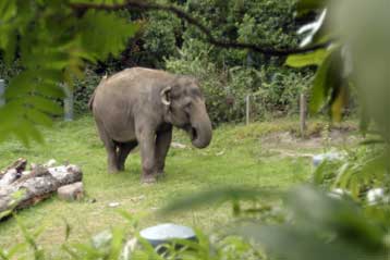 Μεθυσμένοι ασιατικοί ελέφαντες πέθαναν από ηλεκτροπληξία