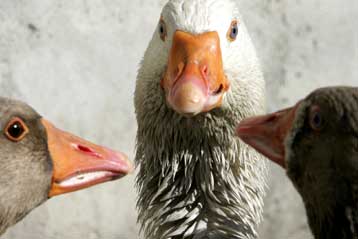 Η γρίπη των πτηνών θα μπορούσε να εγκατασταθεί μόνιμα στην Ευρώπη