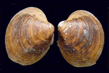 O Μινγκ η αχιβάδα είναι το πιο ηλικιωμένο ζώο του κόσμου