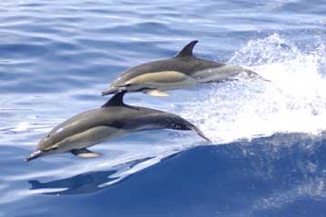 Δεκάδες δελφίνια ξεβράζονται νεκρά στις ακτές του Κόλπου