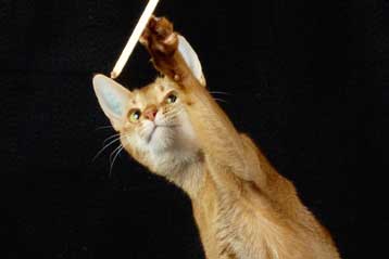 Το γονιδίωμα της γάτας προσφέρει στοιχεία και για ανθρώπινες ασθένειες