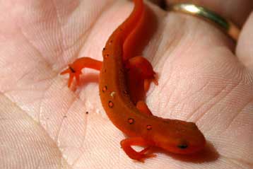 Πρωτεΐνη των αμφιβίων ίσως βοηθήσει στην αναγέννηση άκρων