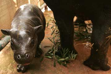 Σπάνιος πυγμαίος ιπποπόταμος γεννήθηκε στο Αττικό Ζωολογικό Πάρκο