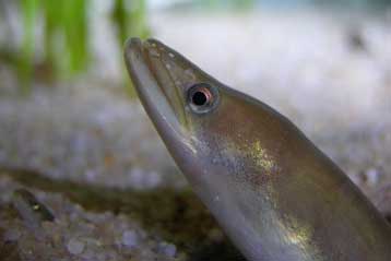 Κίνδυνος εξαφάνισης για το ένα τρίτο των ψαριών γλυκού νερού στην Ευρώπη