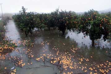 Καταστράφηκαν καλλιέργειες σε χωριά της Αργολίδας εξαιτίας καταρρακτώδους βροχής