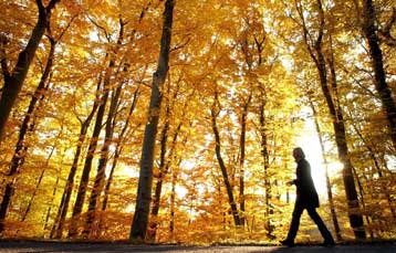 Σε καλή κατάσταση τα δάση της Ευρώπης, παρά την απειλή των πυρκαγιών
