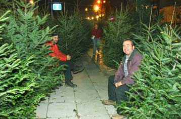 Χριστούγεννα με μαύρα πλαστικά έλατα σε ένδειξη διαμαρτυρίας για τα καμένα