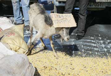 Κινητοποιήσεις κτηνοτρόφων της Κρήτης με αποκλεισμό του λιμανιού του Ηρακλείου