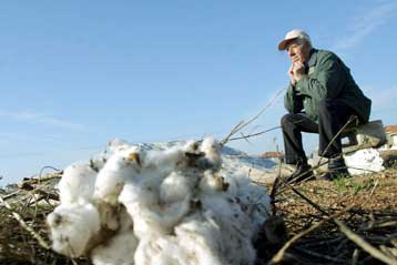 Νέα πρόταση της Κομισιόν για τις επιδοτήσεις στο βαμβάκι