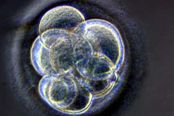 Διεθνή απαγόρευση της αναπαραγωγικής κλωνοποίησης ζητούν ειδικοί του ΟΗΕ