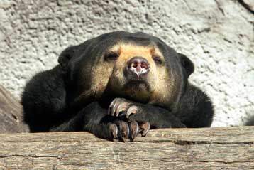 Με εξαφάνιση απειλούνται έξι από τα οχτώ είδη αρκούδας σε όλο τον κόσμο