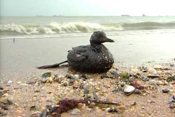 Αντιμέτωπη με οικολογική καταστροφή η Μαύρη Θάλασσα από τη βύθιση του ρωσικού τάνκερ