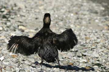 Αναζητούνται οι υπεύθυνοι για την οικολογική καταστροφή στον Κόλπο του Σαν Φρανσίσκο