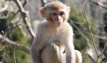 Κλωνοποίηση ενήλικου πιθήκου πέτυχαν Αμερικανοί ερευνητές