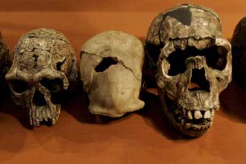 Νέος ανθρωποειδής πίθηκος ίσως είναι χαμένος κρίκος της ανθρώπινης εξέλιξης