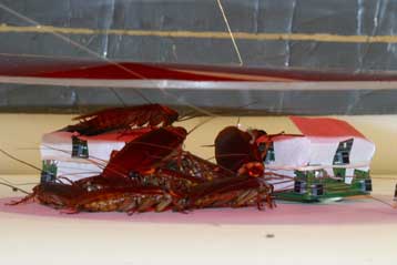 Ρομποτικά ζωύφια γίνονται φίλοι με αληθινές κατσαρίδες