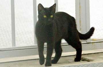 Εκστρατεία στην Ιταλία για να σταματήσουν οι διωγμοί κατά της μαύρης γάτας